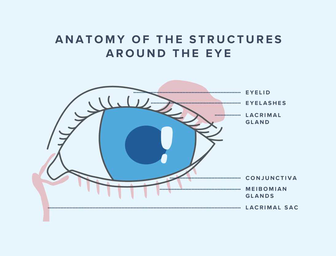 parts of an eye diagram