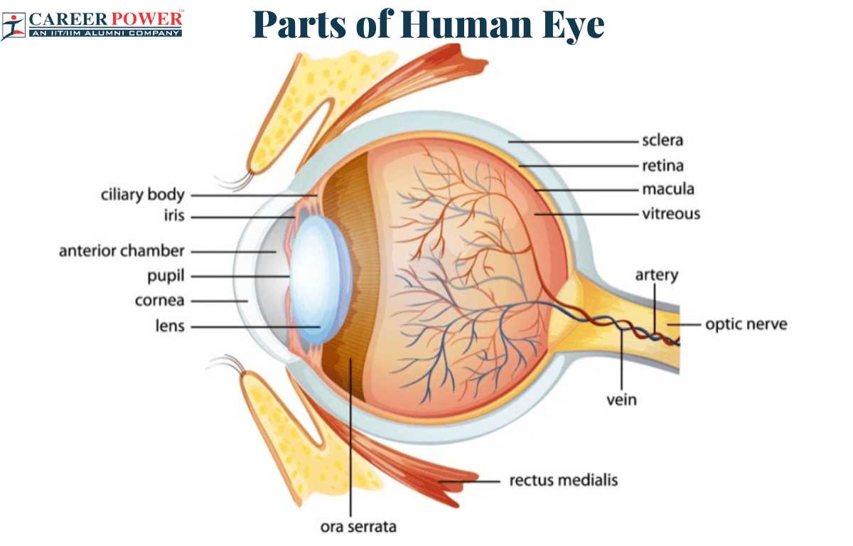 parts of an eye diagram