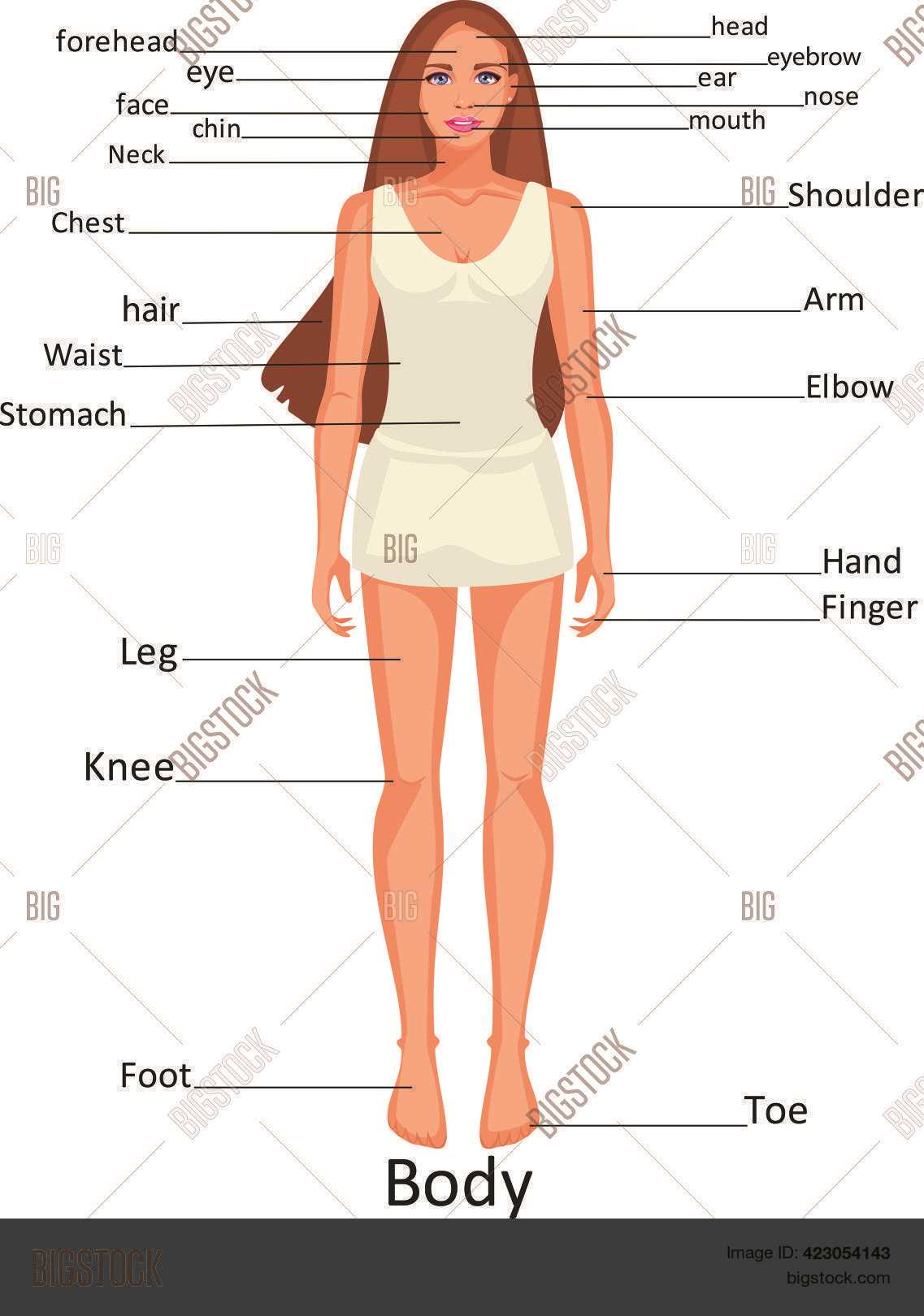 parts of body with diagram