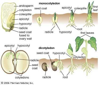 parts of a bean seed diagram