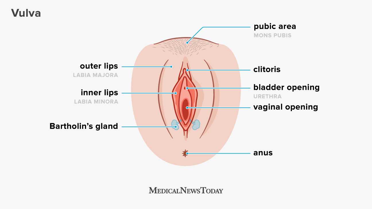 womens parts diagram