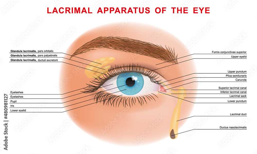 parts of an eye diagram