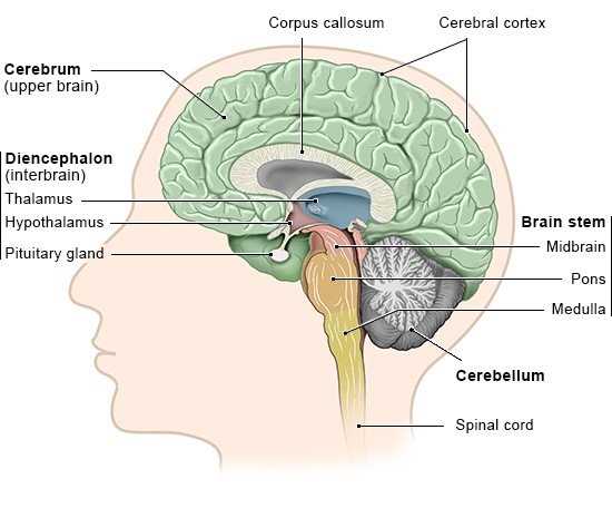 diagram of the brain and what each part does