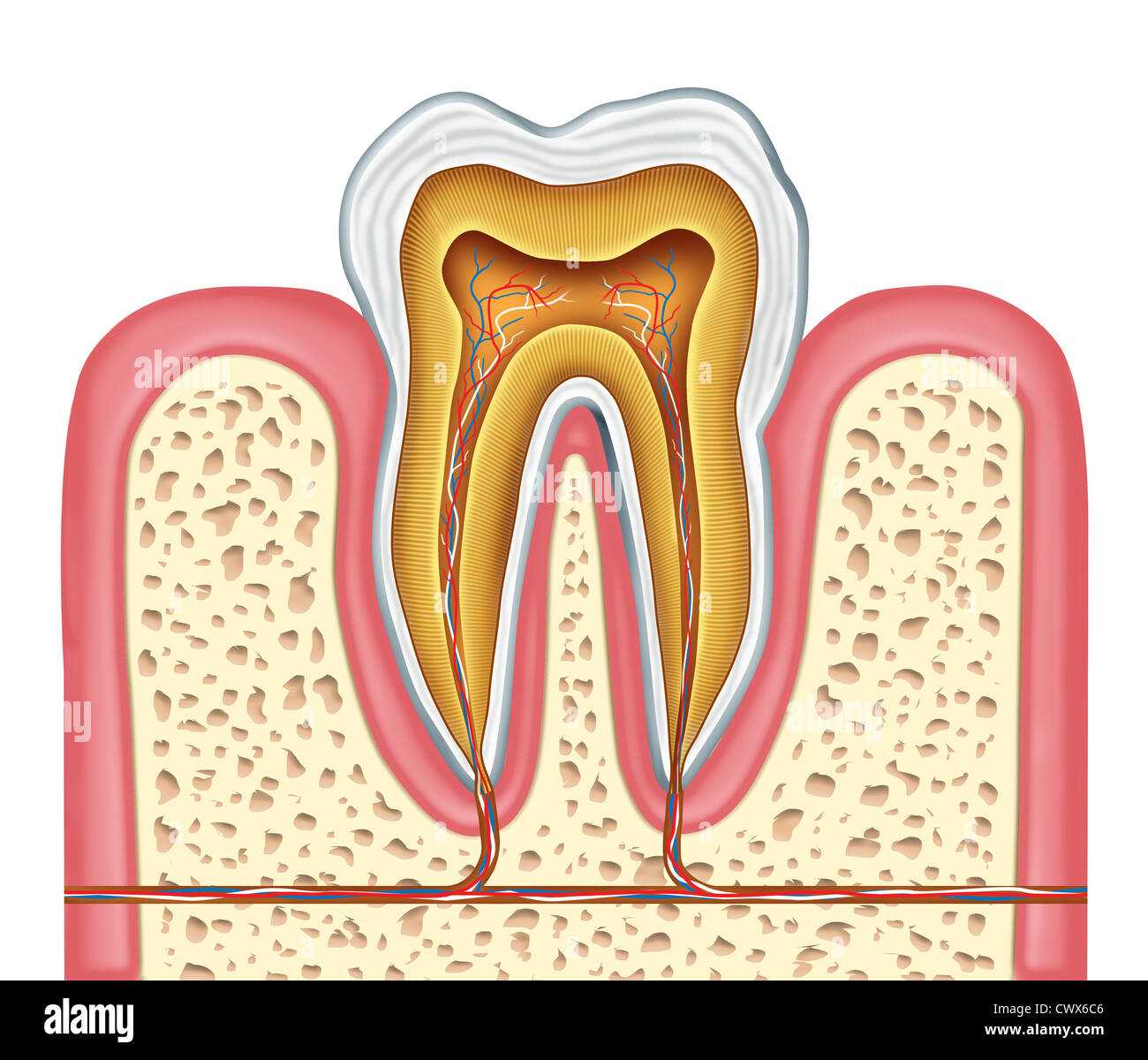 parts of a tooth diagram